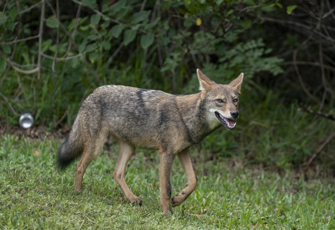 Palm Beach residents urged to protect pets from coyotes