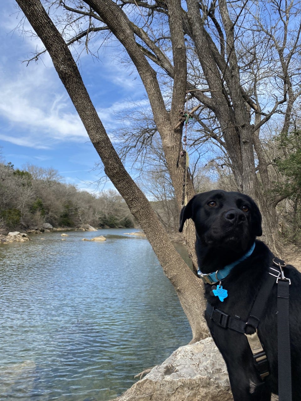 can dogs swim in lake del valle