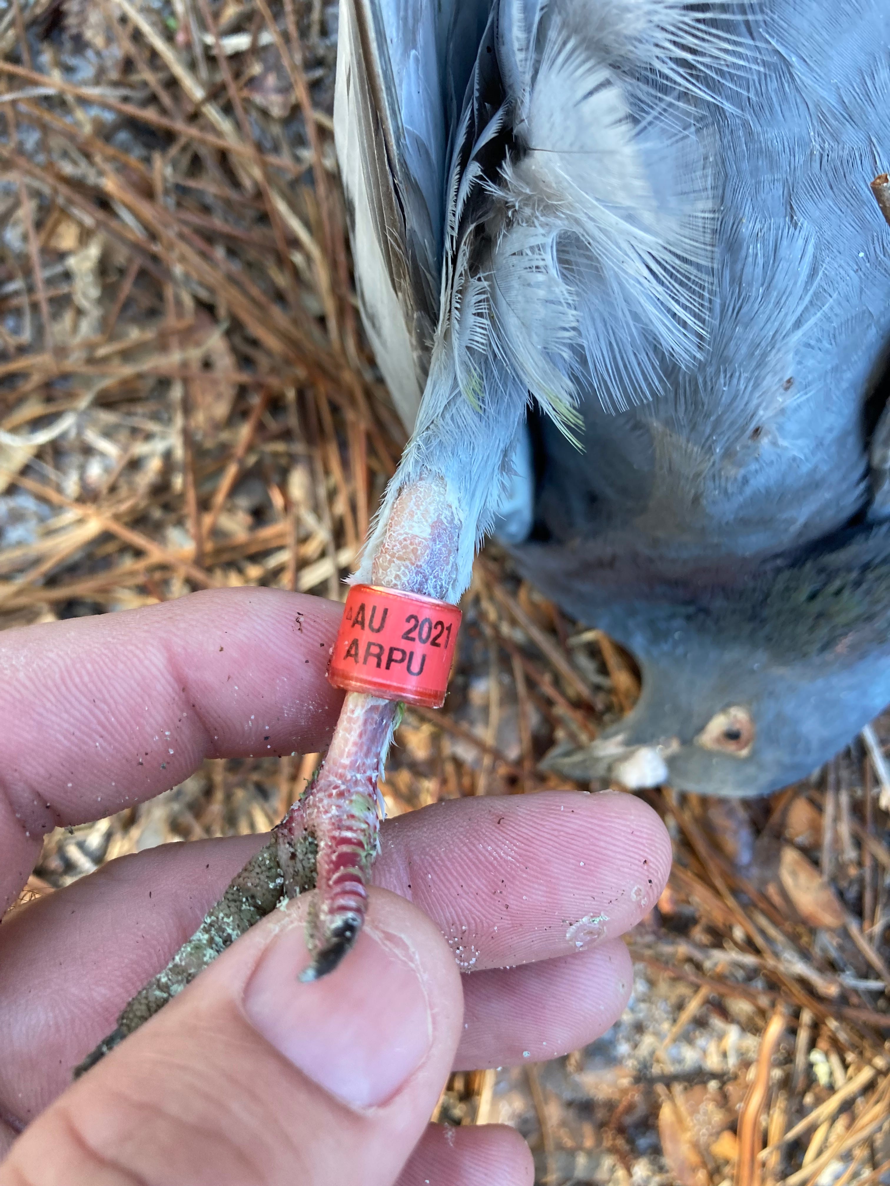 Homing pigeon racing in the United States dates back to the 1800s