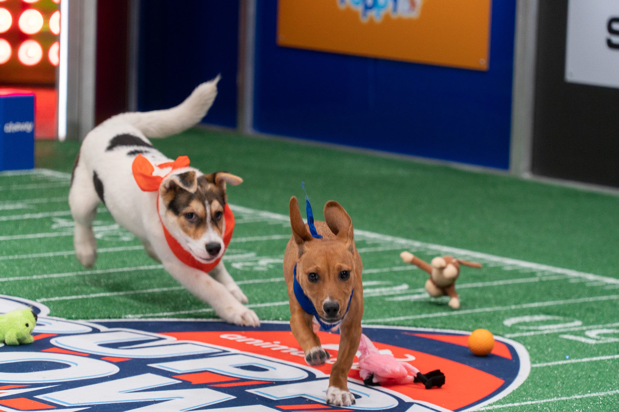 Puppy Bowl Watch Jill Biden, Commander star in Valentine's Day video