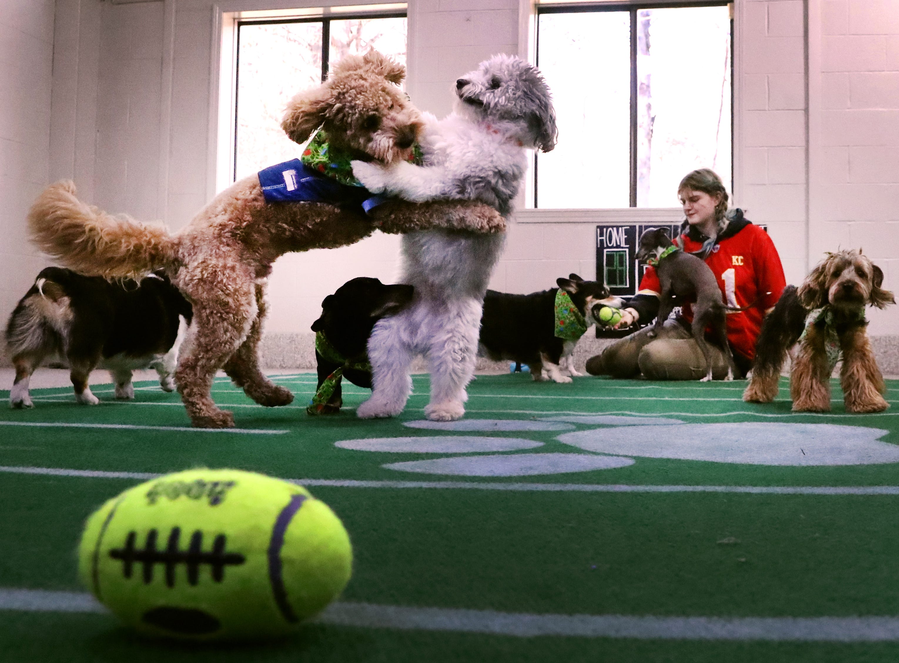 puppy bowl 11