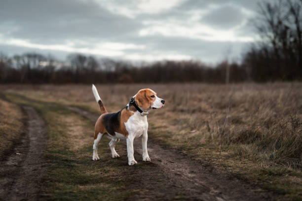 can all dogs be trained off leash