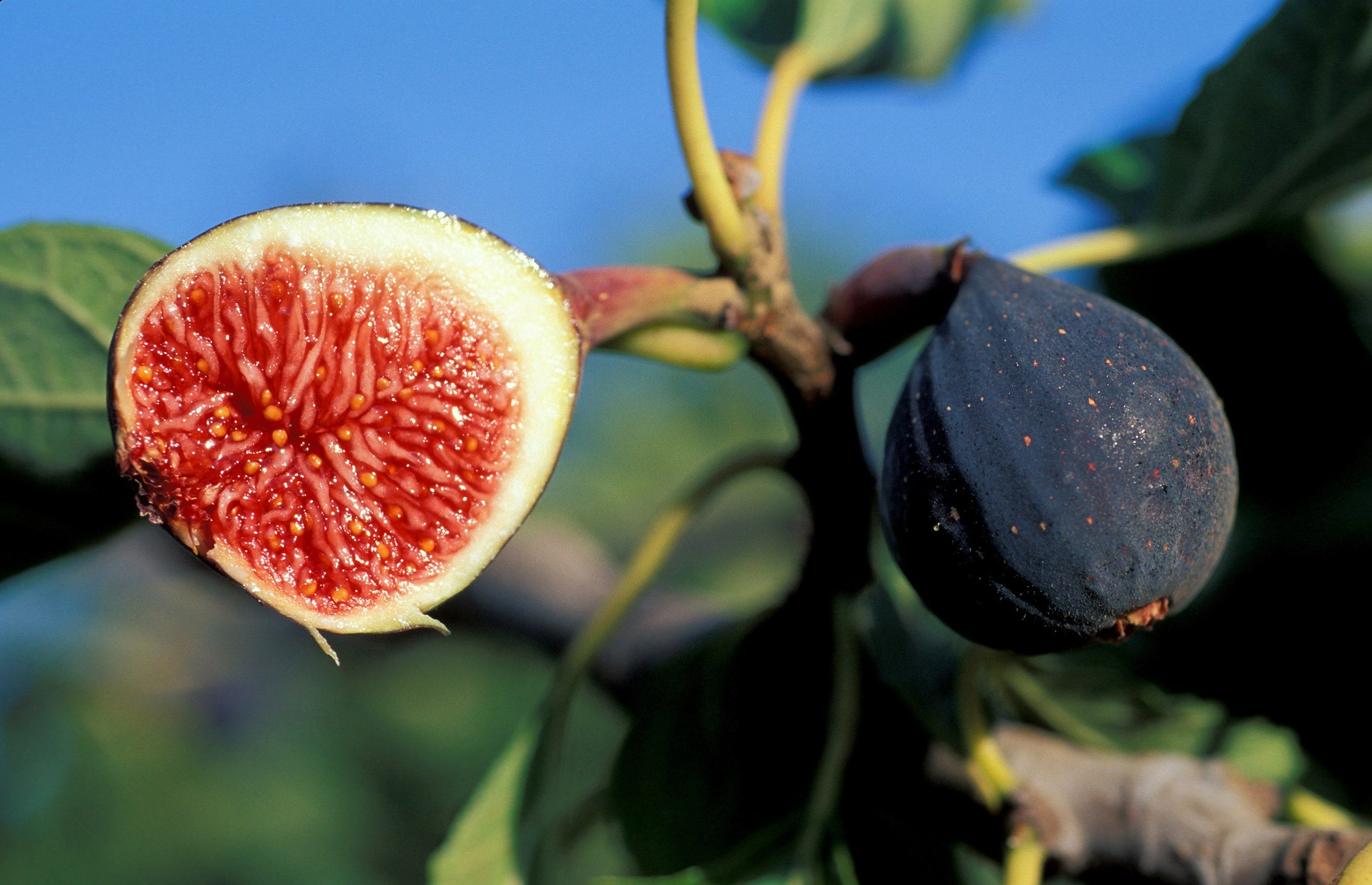 fruit trees landscape