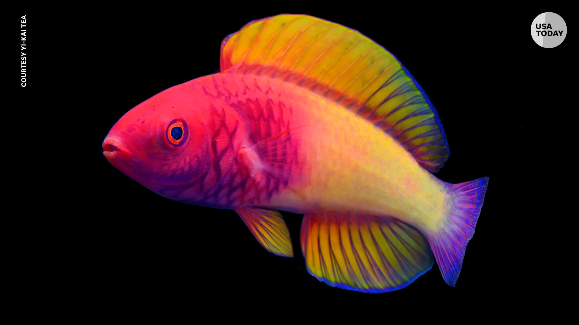 species of ocean fish