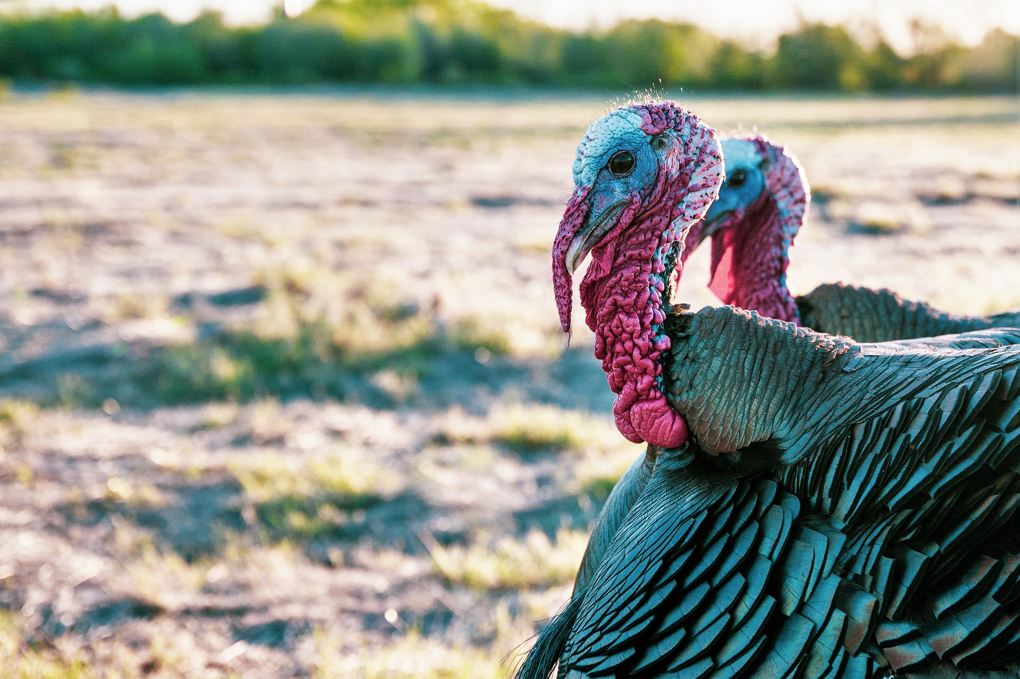 ohio spring turkey season