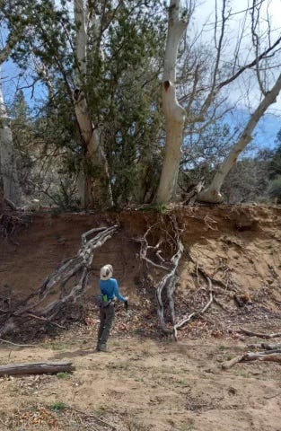 Forest Service Criticized for Cutting Old-Growth Trees in Eastern Arizona
