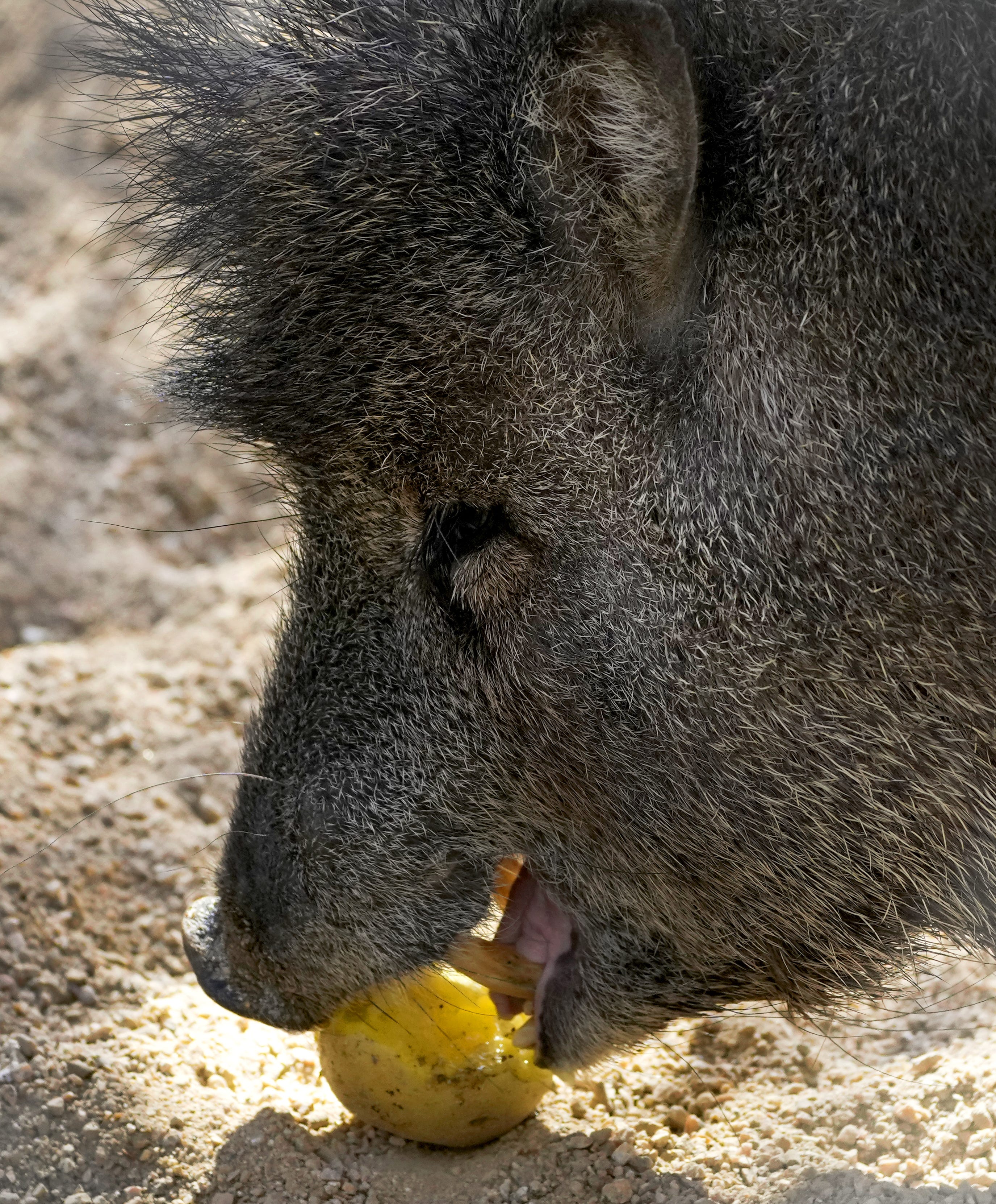 wild boar travel guitar