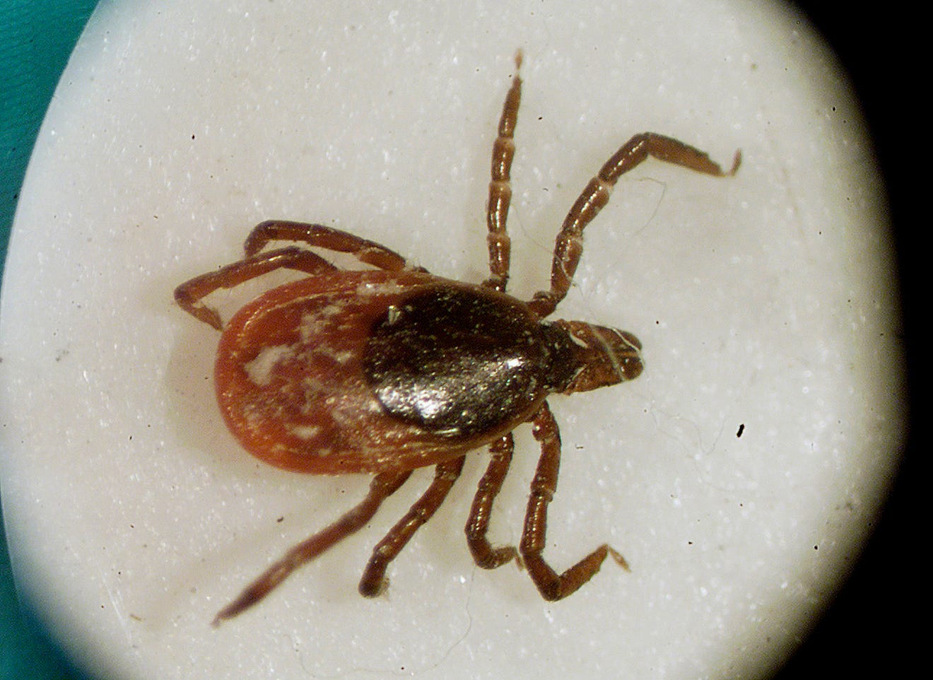 How to avoid ticks in Iowa. What you need to know about Lyme disease