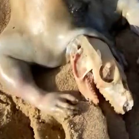 Man finds creature washed up on a shore in Austral