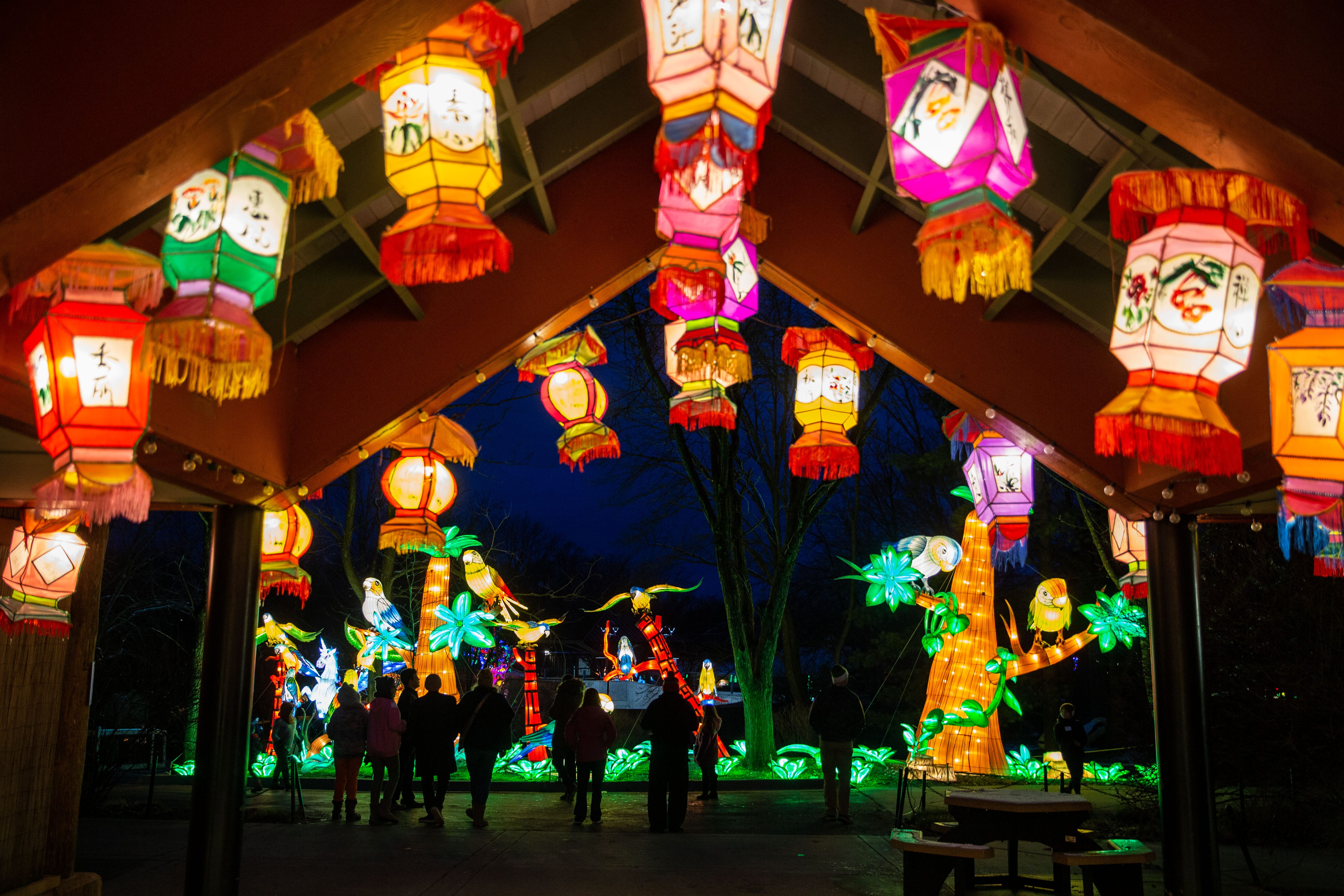 lantern lights at the zoo