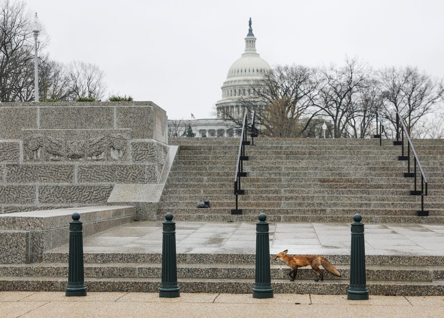 A fox walks near Upper Senate Park on the grounds of the U.S. Capitol on April 05, 2022 in Washington, DC. Several individuals have reported being approached and bitten by a fox.