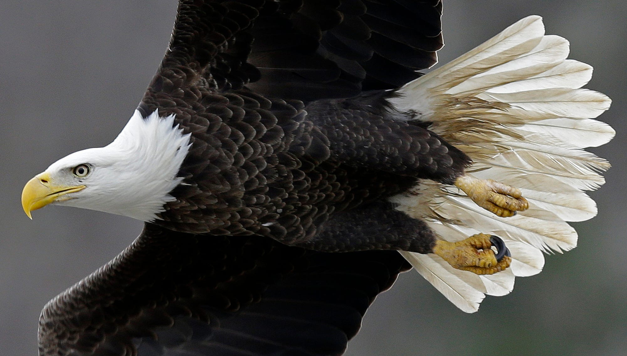 Bald Eagle Facts: Diet, Wingspan, Nests
