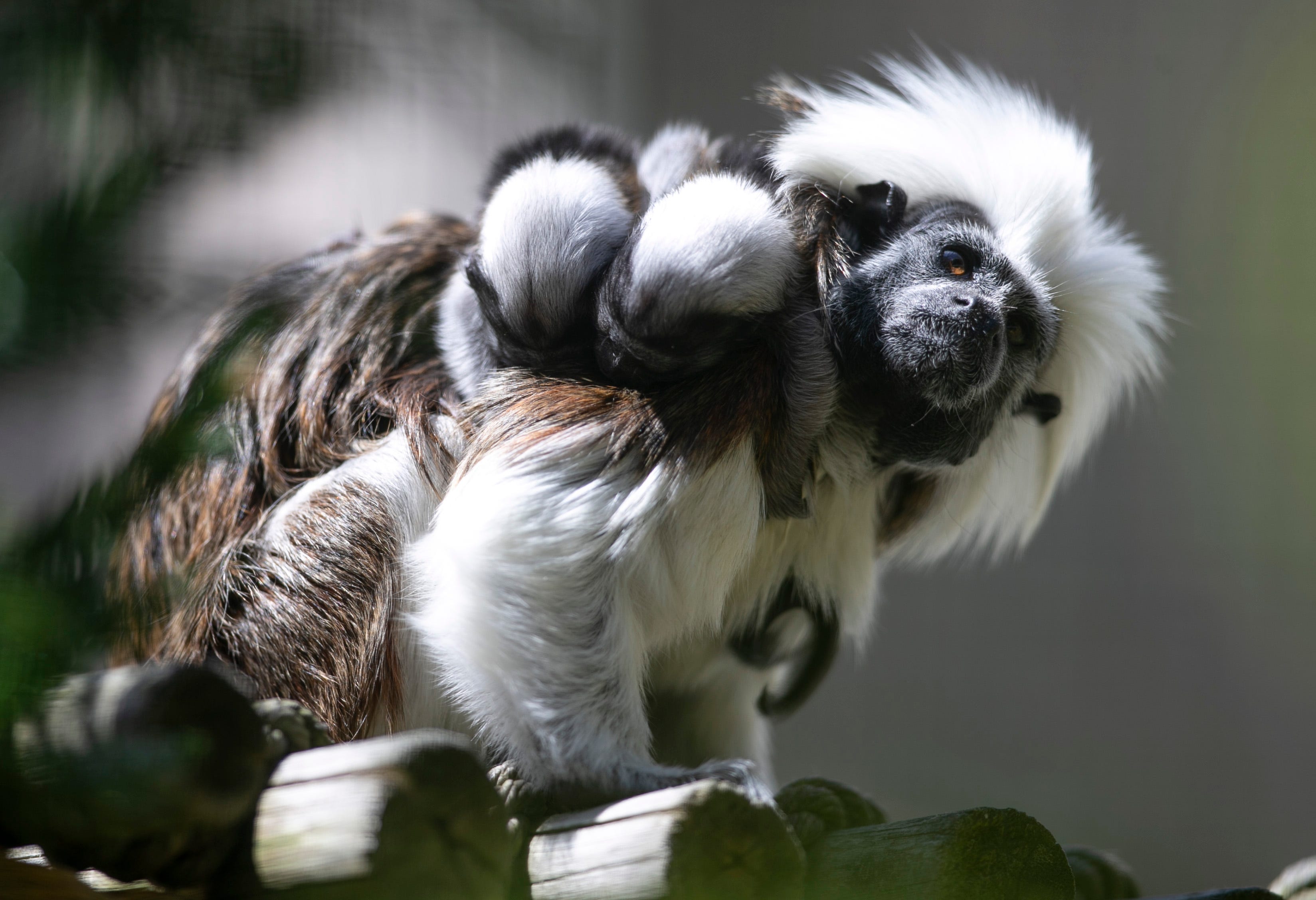 See exotic animals up close at this wild N.J. sanctuary (and feed