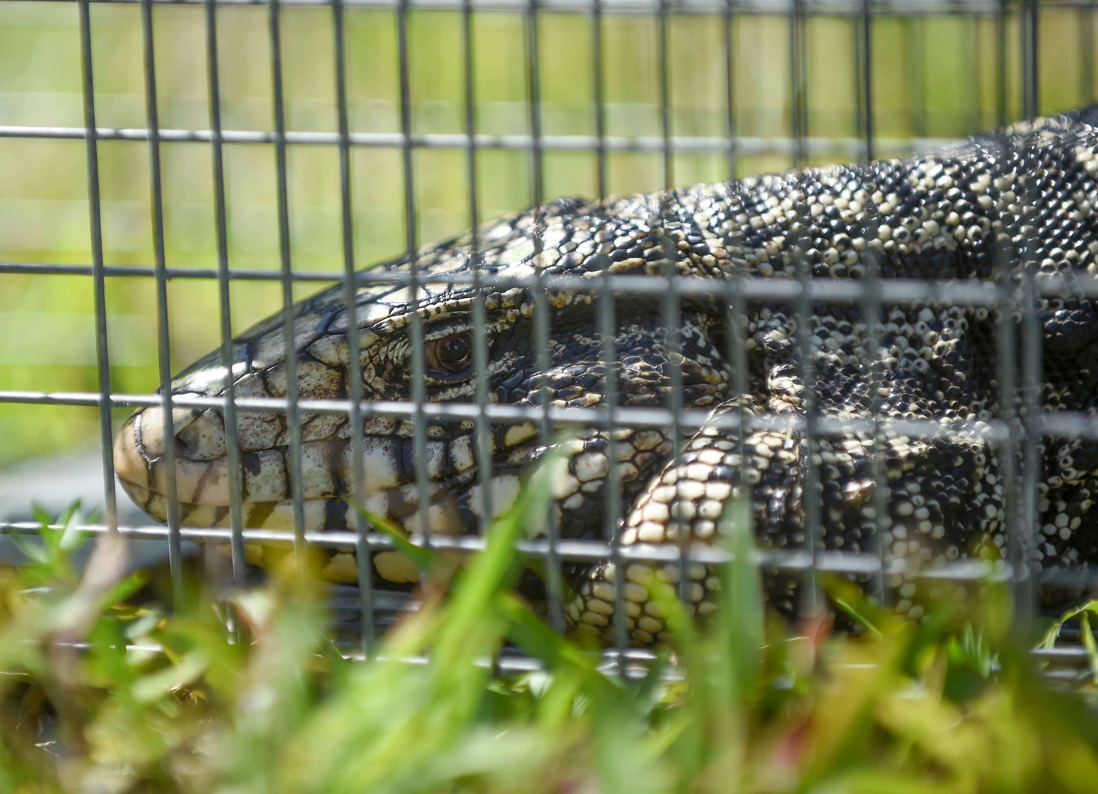 Florida man traps over 100 invasive tegu lizards