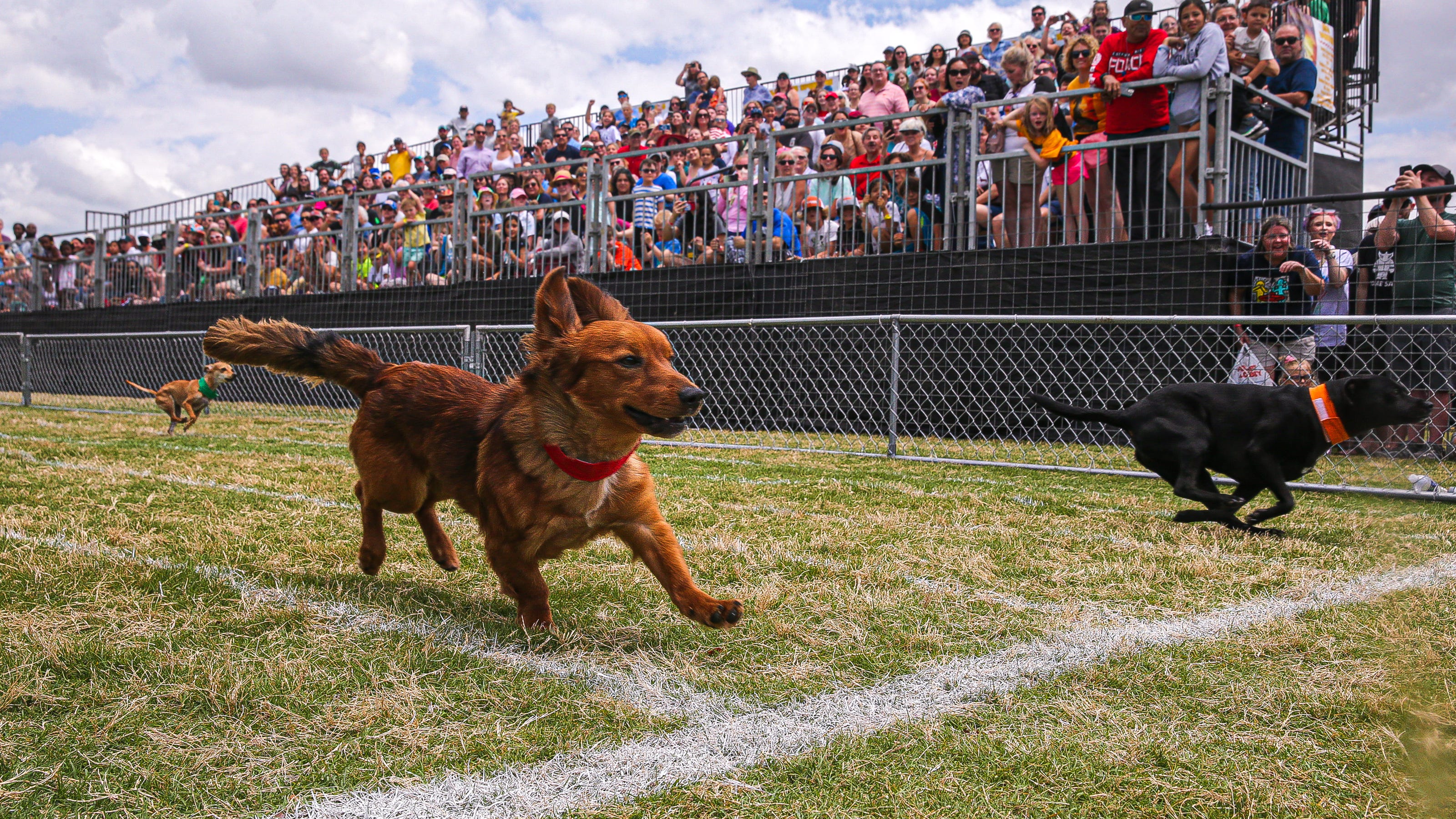 2023 Buda Wiener Dog Races return for 26th year. Here's how it started