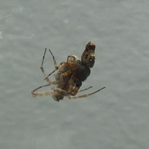 Male spider mating before catapulting away.