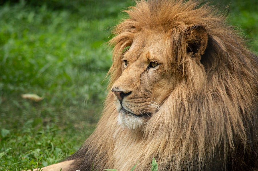 The African Lion is another unique animal visitors can expect to find at the Utica Zoo. African Lions are carnivores and eat whatever meat that they can get from small animals like hares, mice, and wild hogs to medium sized animals like cheetahs, leopards, and antelopes to large animals like baby elephants, rhinoceros, hippopotamuses, and giraffes.