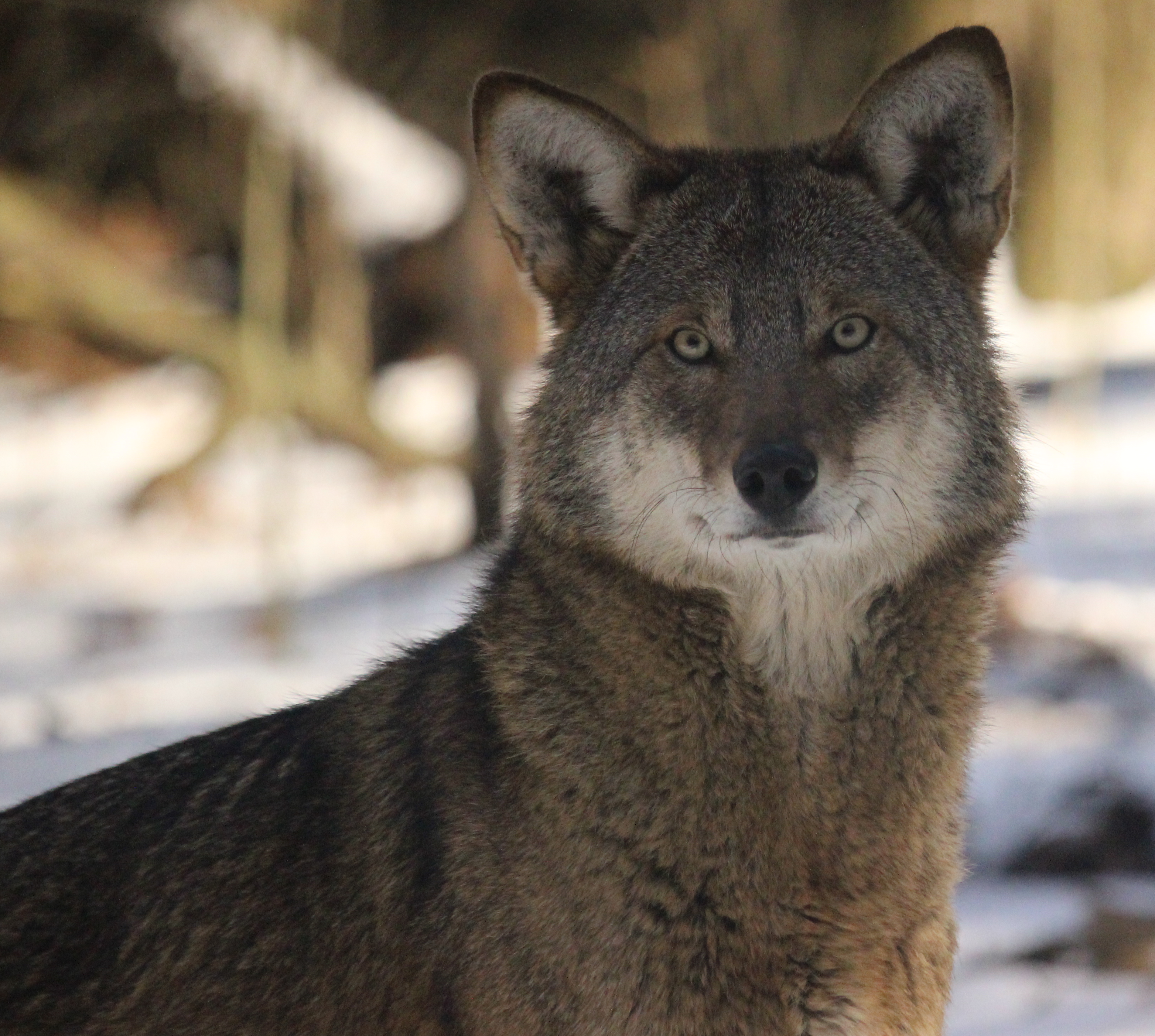 The red wolf is one of the unique animals available for visitors to see at the Ross Park Zoo in Binghamton, NY.