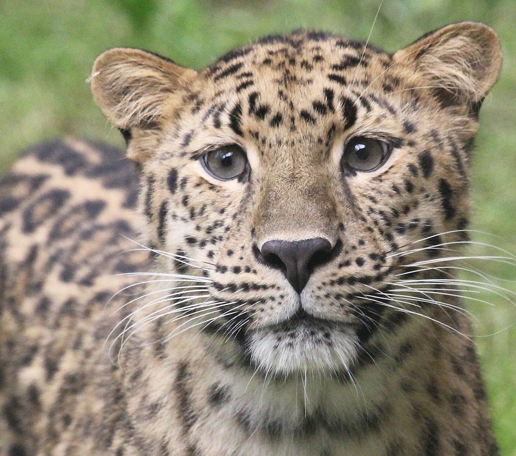 The Amur leopard is one of the unique animals available for visitors to see at the Ross Park Zoo in Binghamton, NY.