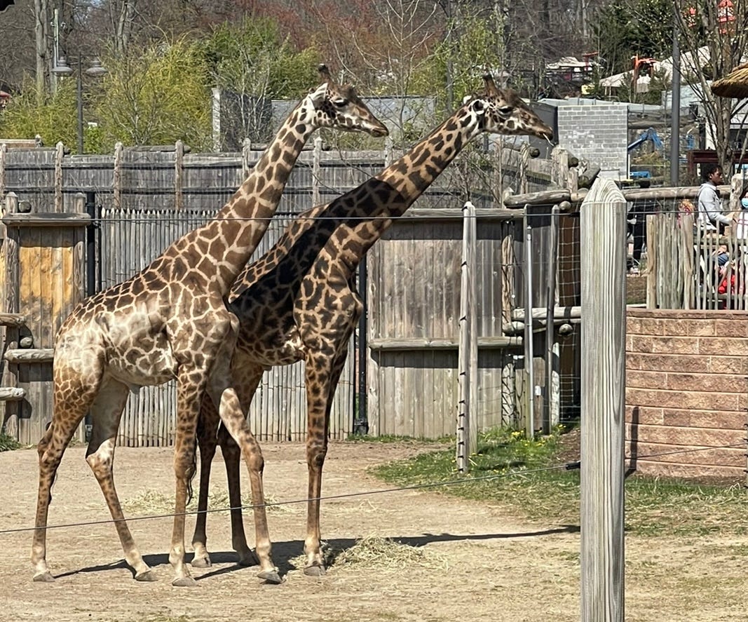 A pair of Masai giraffes in the "African Adventure" exhibit of the Turtle Back Zoo in West Orange.