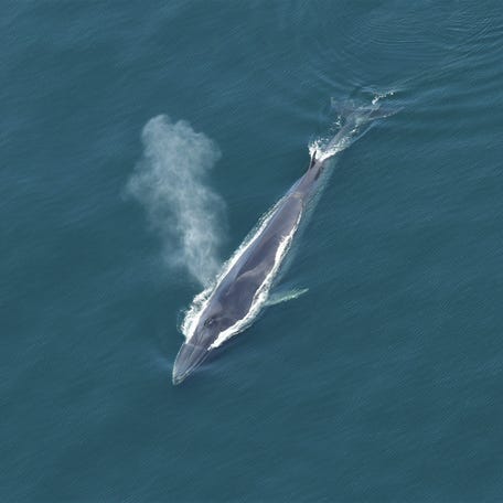 A fin whale documented during a 2021 New England Aquarium aerial survey in Massachusetts Bay.