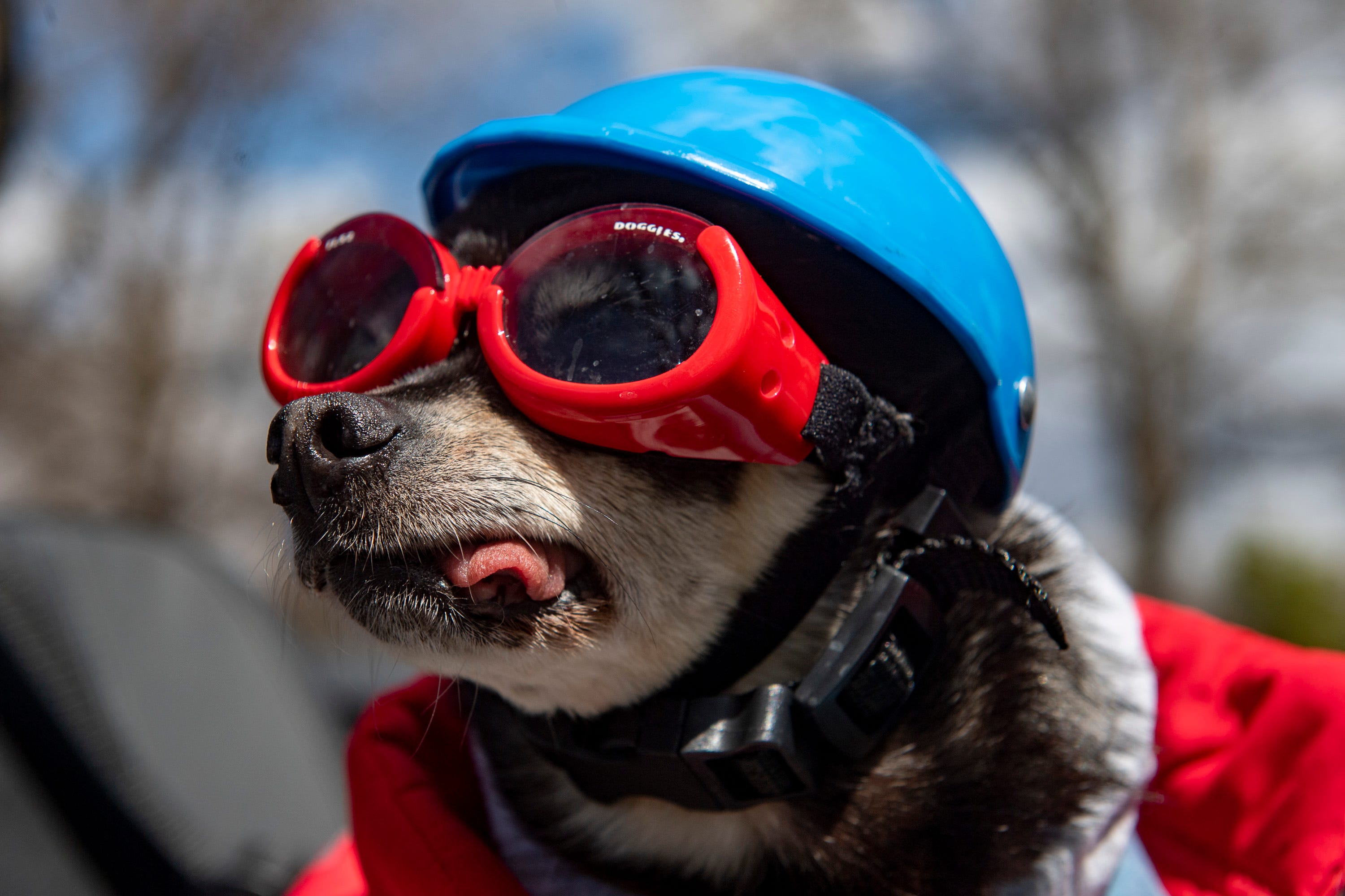 Who is the Chihuahua riding around Fort Collins in motorcycle sidecar?