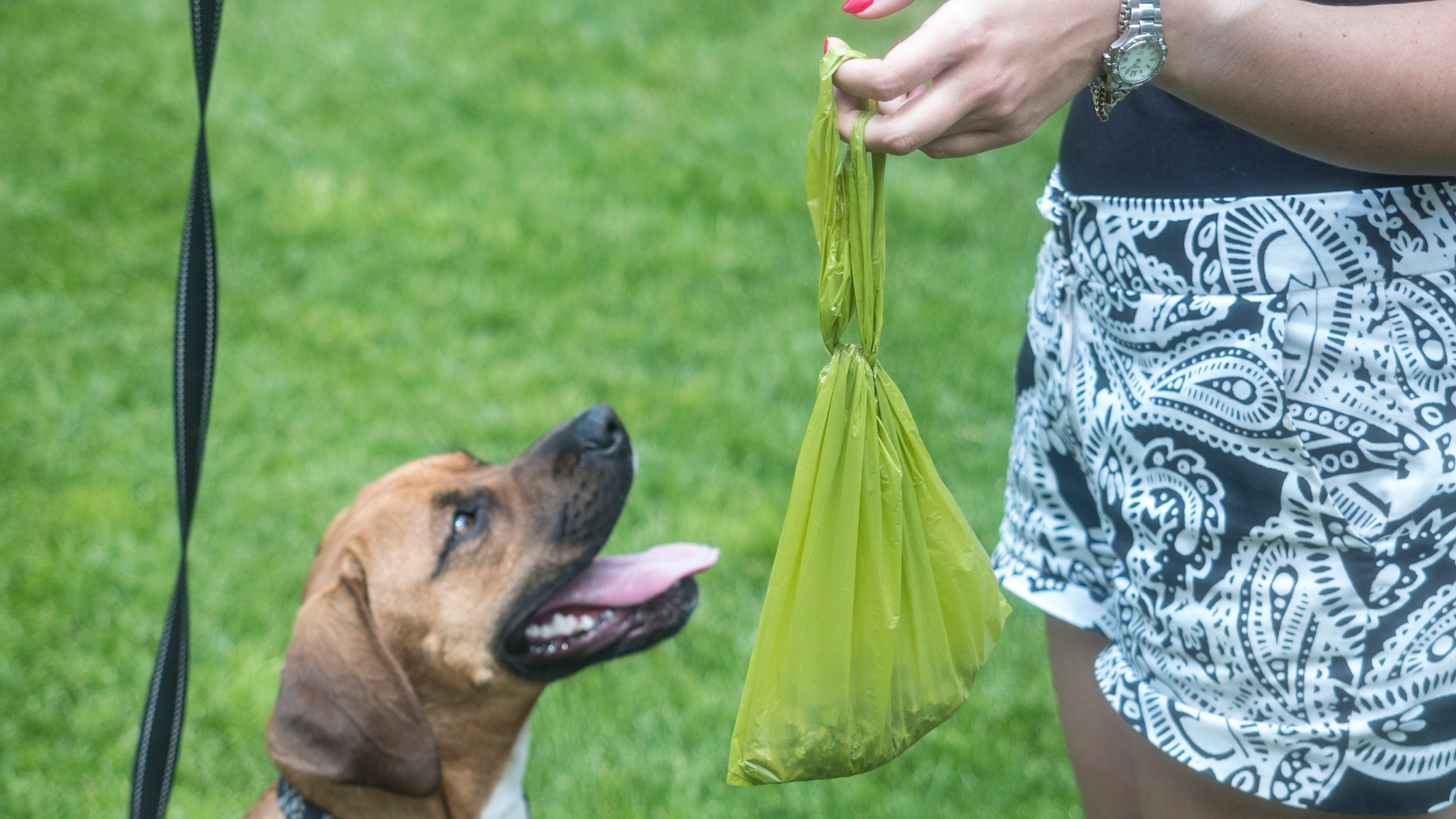 what helps dogs go poop