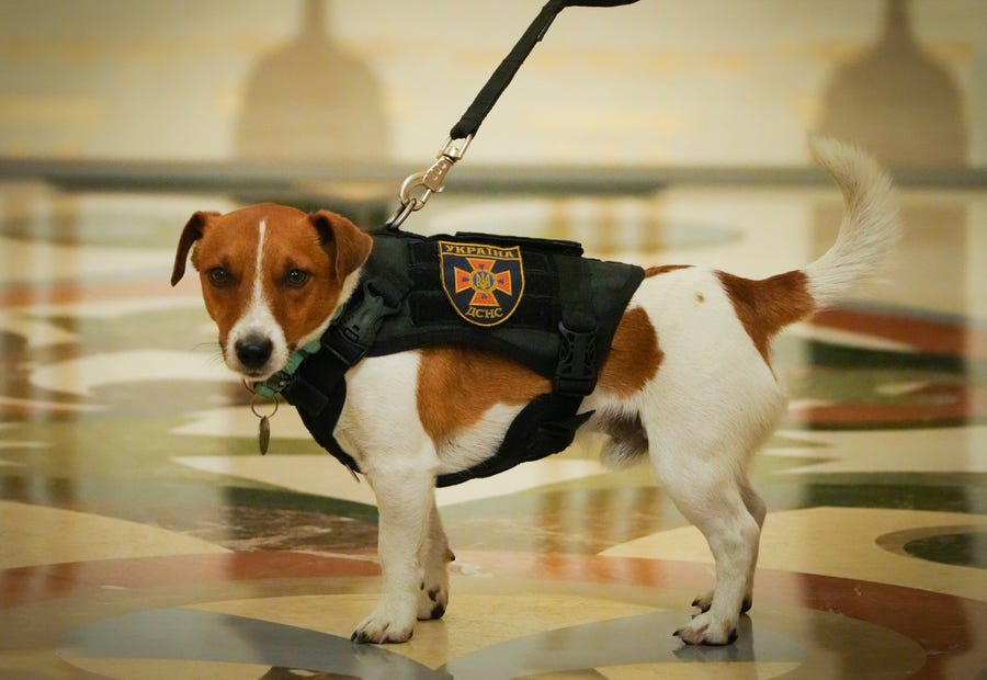 Ukrainian President Volodymyr Zelenskyy honored his smallest soldier Sunday – the Jack Russell terrier Patron, who has detected more than 200 explosive devices.