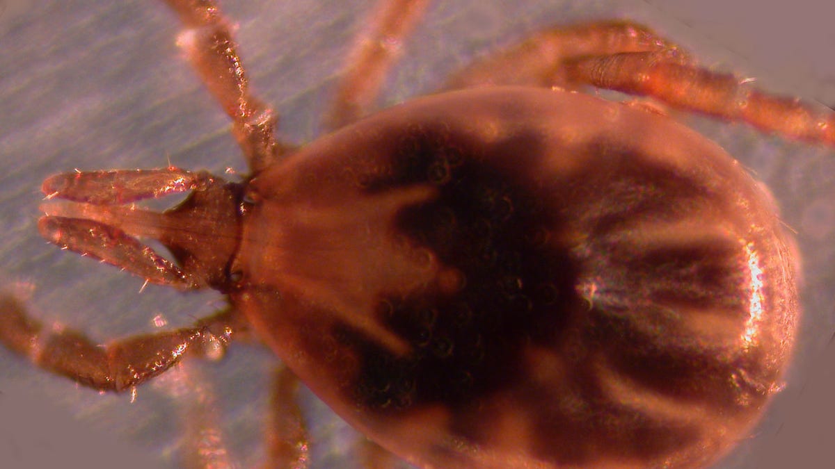 A blacklegged tick, or deer tick, under a microscope.