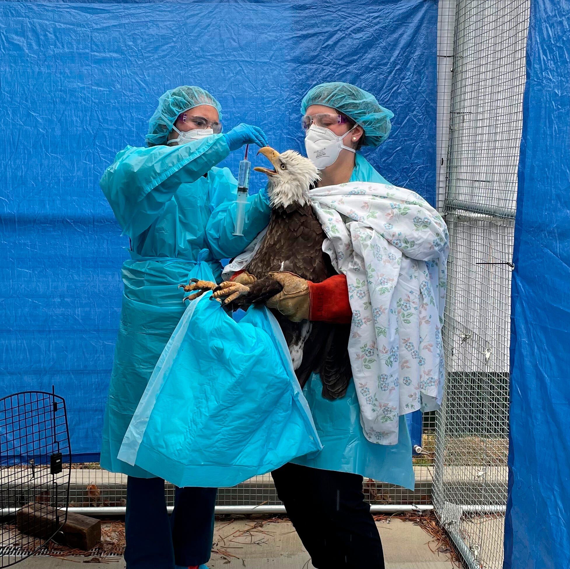 A dog died after getting bird flu in Canada. Here's how to keep your