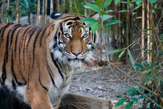 New tiger arrives at Naples Zoo, replacing Eko after attack