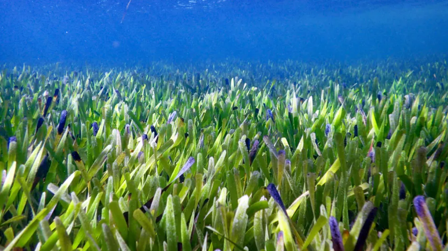 A view of Posidonia australis.