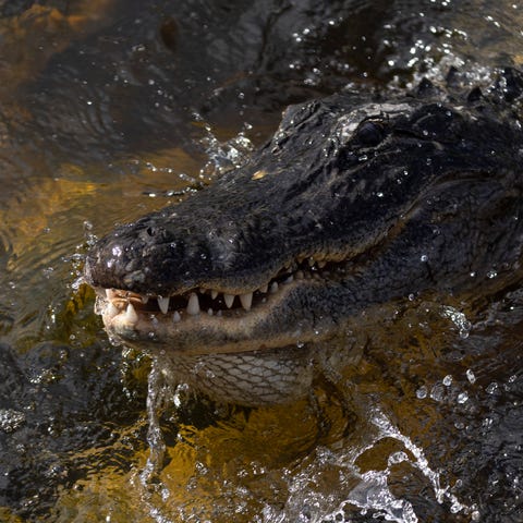 MIAMI, FLORIDA - MAY 04: An alligator swims in the