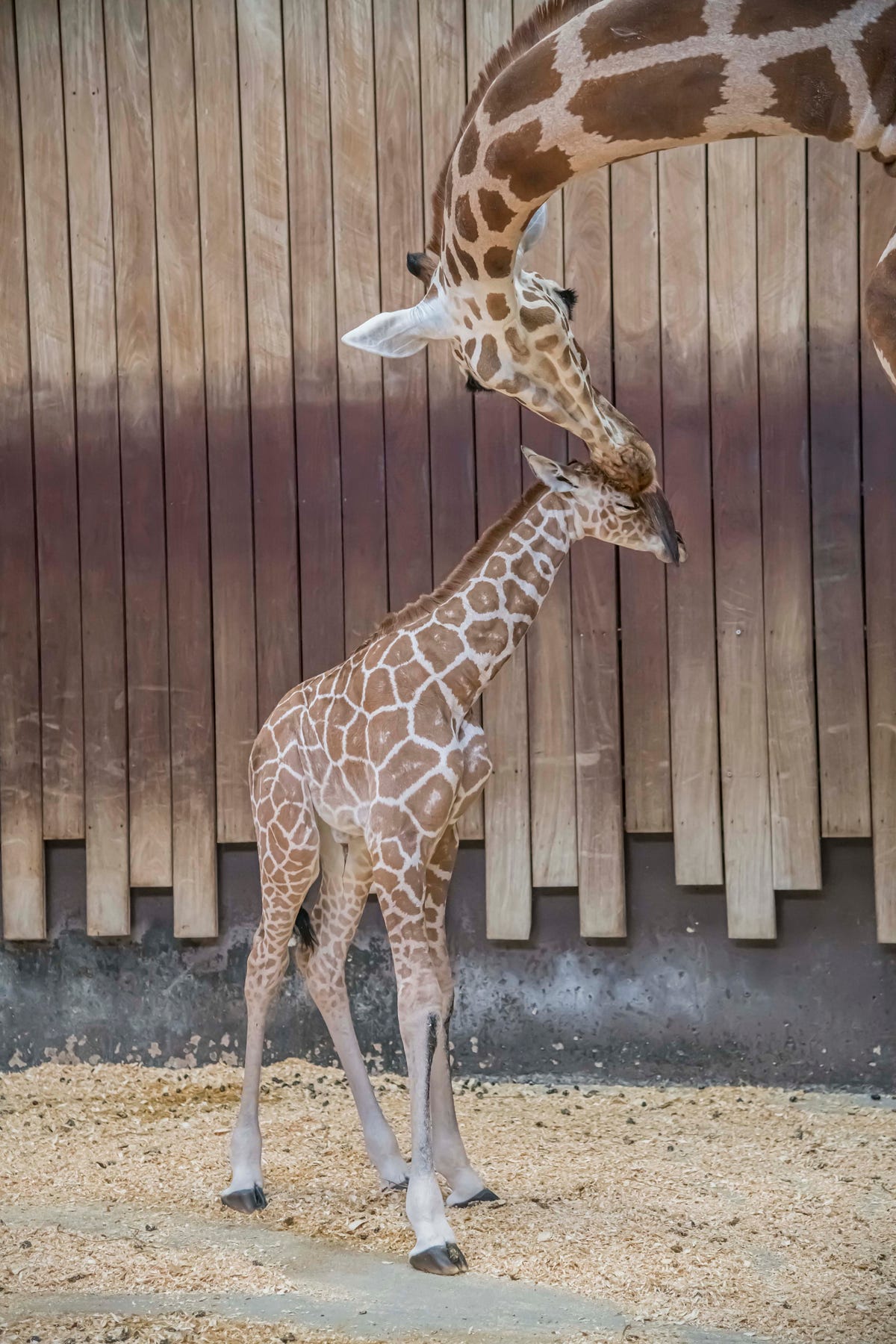 Menagerry Samengesteld schroot Milwaukee County Zoo welcomes baby giraffe to mom Marlee, dad Bahatika
