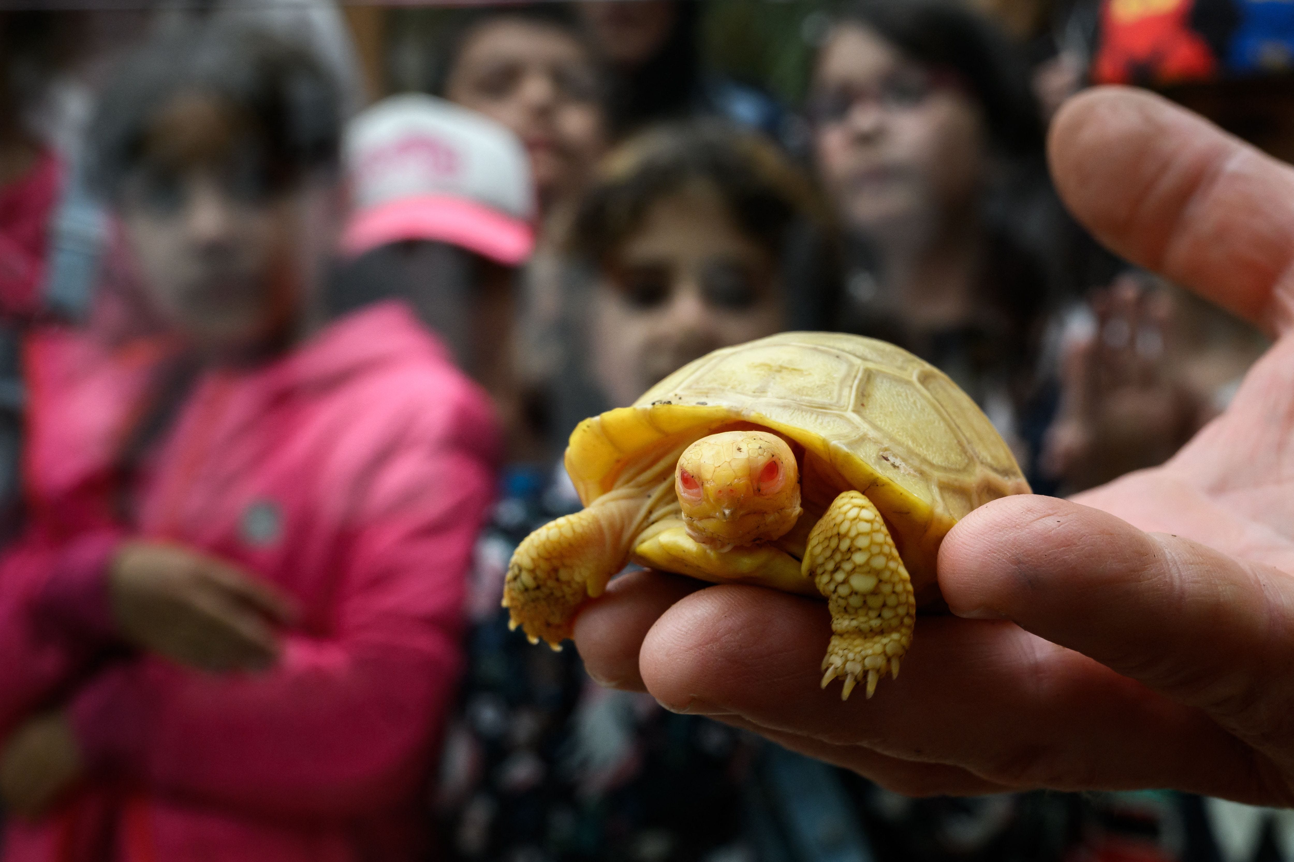 aldabra giant tortoise baby