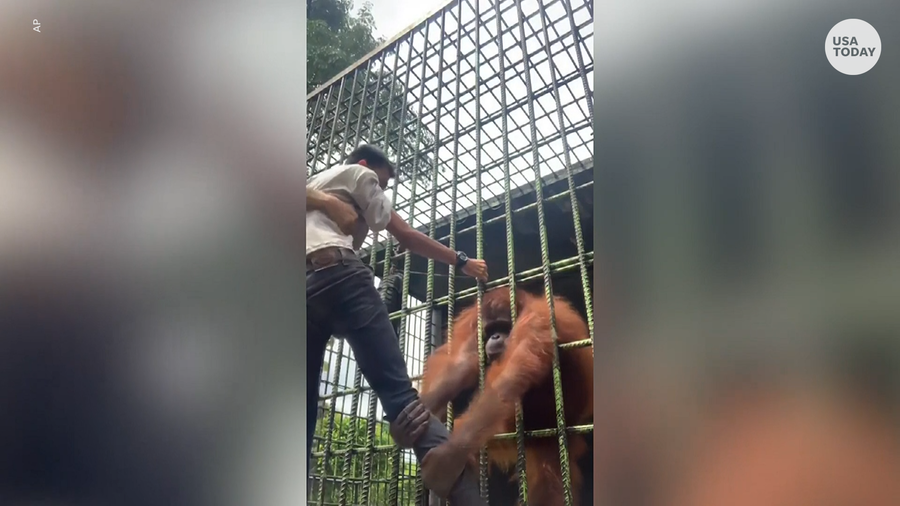 Orangutan snatches zoo visitor who jumped guardrail