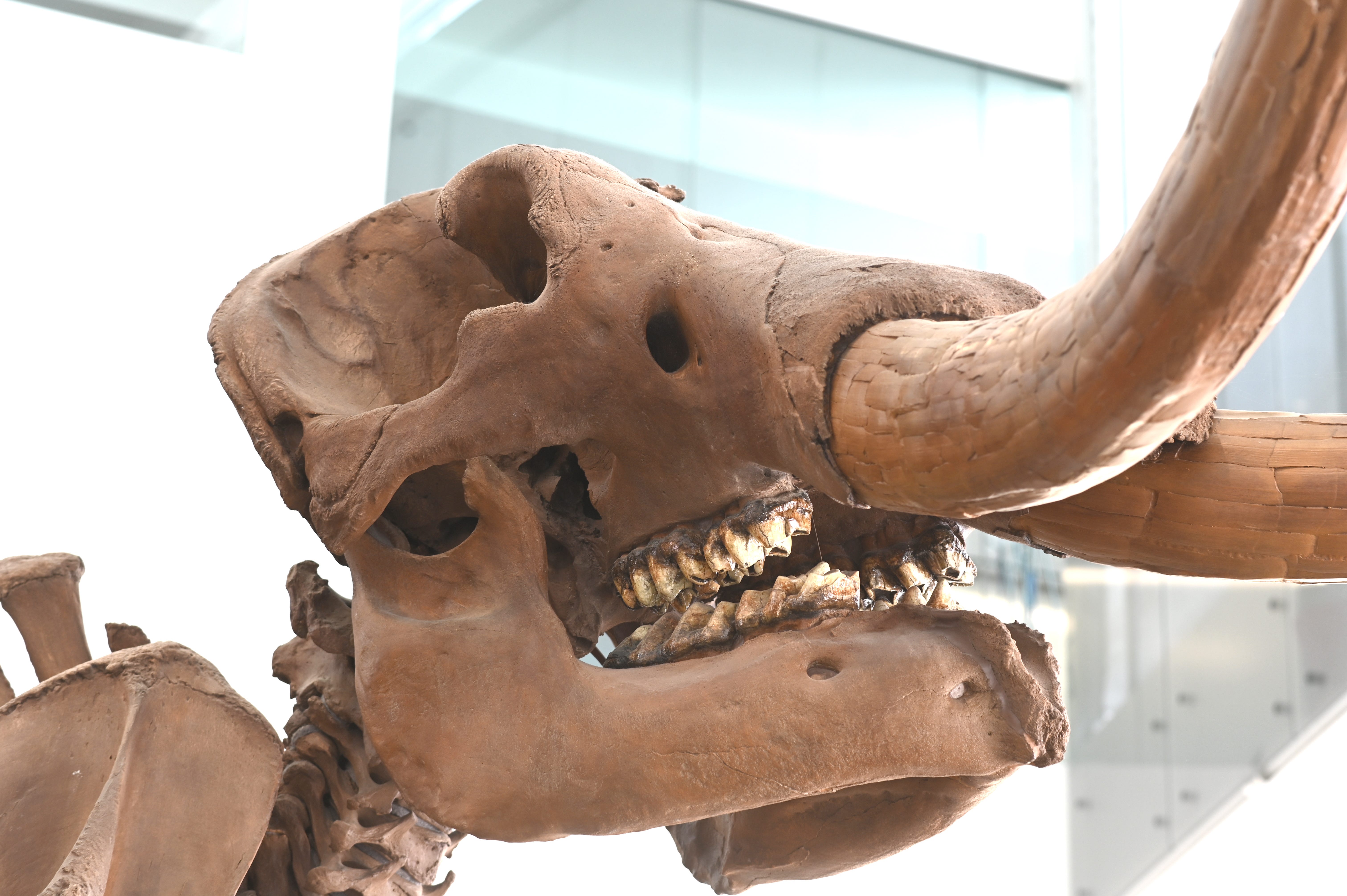 Scientists discover where a famous mastodon tromped through Midwest