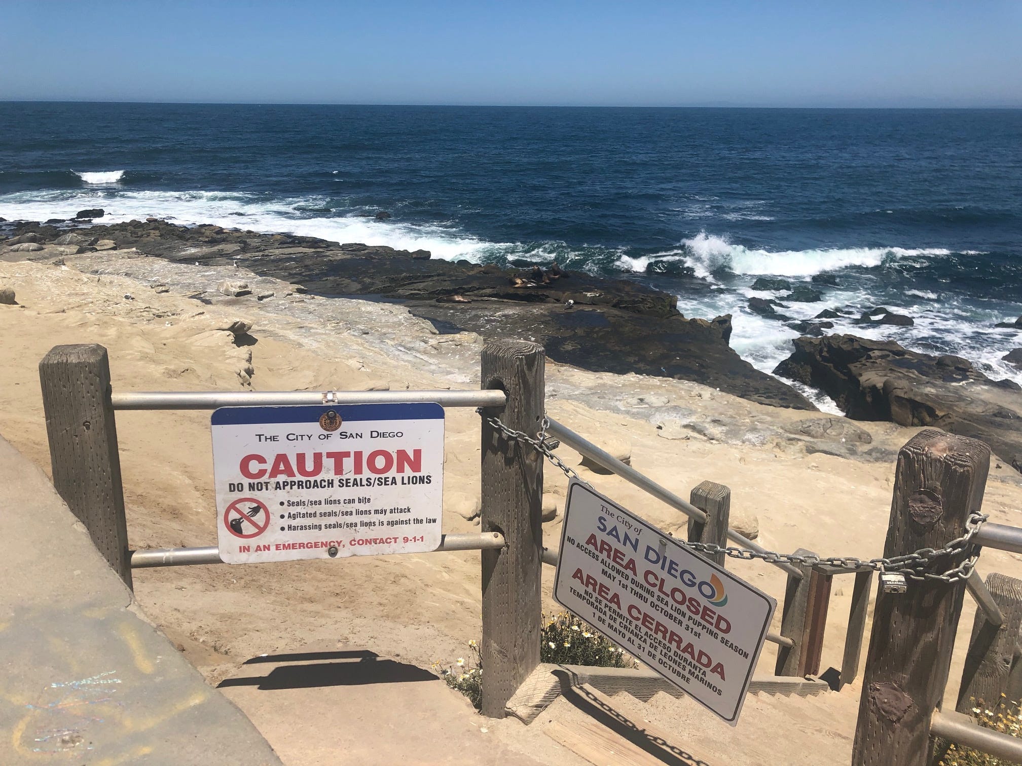 La Jolla Sets 'Crisis in the Cove' Hearing on Seal Problems - Times of San  Diego