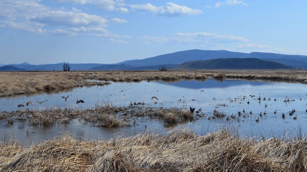 Waterfowl can be seen in the Lower Klamath Lake Re