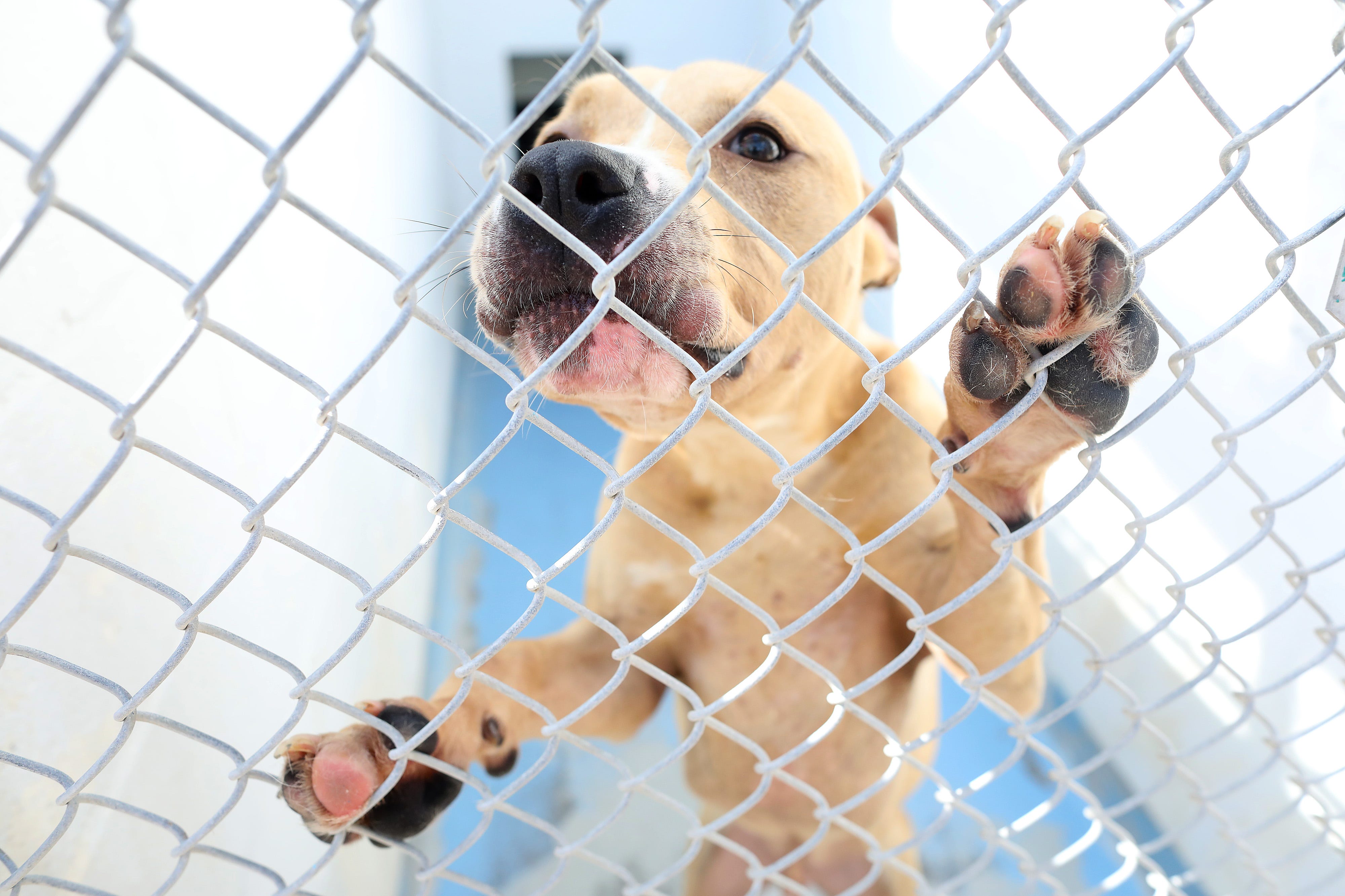 what happens to dogs in shelter