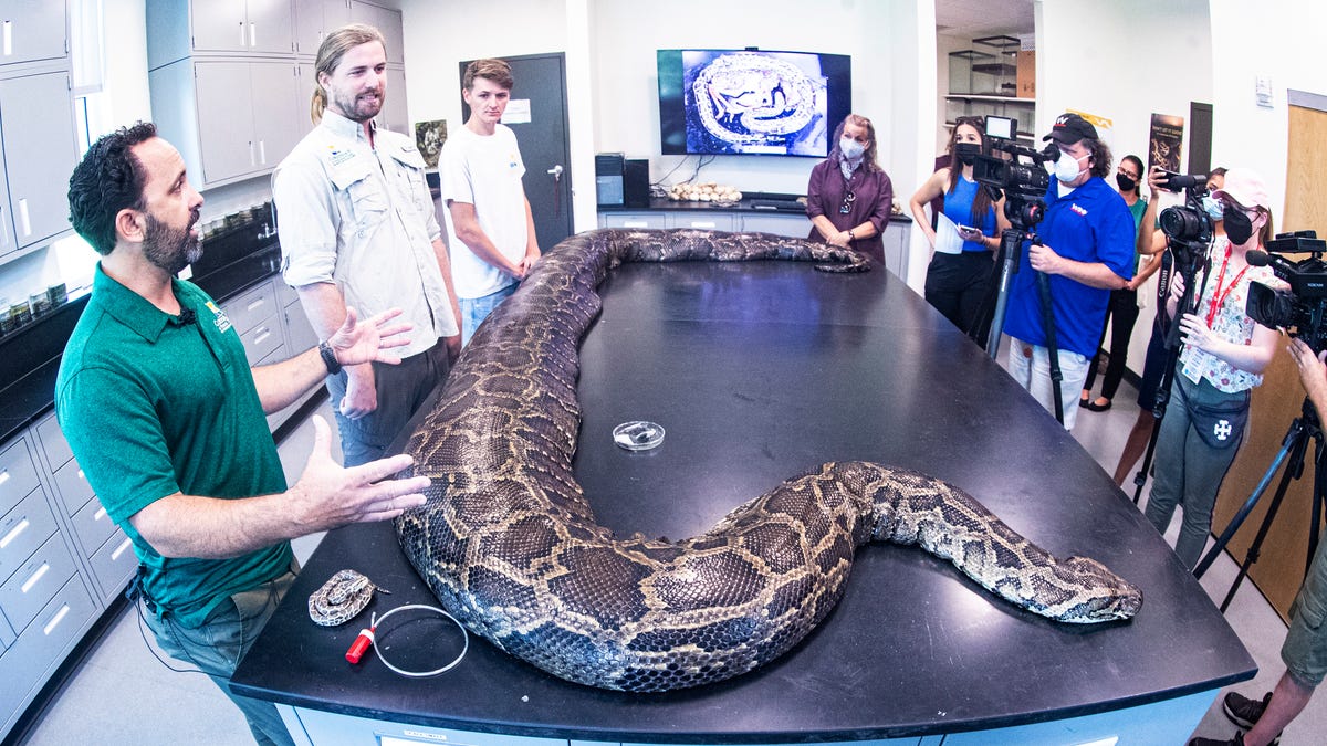 Ian Bartoszek, wildlife biologist and environmental science project manager for the Conservancy of Southwest Florida speaks with the media about how he and his team captured the largest invasive Burmese python to date in Florida. The female snake measured nearly 18 feet in length and weighed 215 pounds. It was captured through the Conservancy's research program, which uses radio transmitters implanted in male "scout" snakes. Scout snakes lead biologists to   breeding aggregations and large, reproductive females, allowing researchers to remove them from the wild.  With him are biologist, Ian Easterling and intern, Kyle Findley.