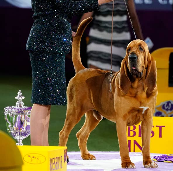 Westminster Kennel Club Dog Show 2022: Adorable photos from the competition