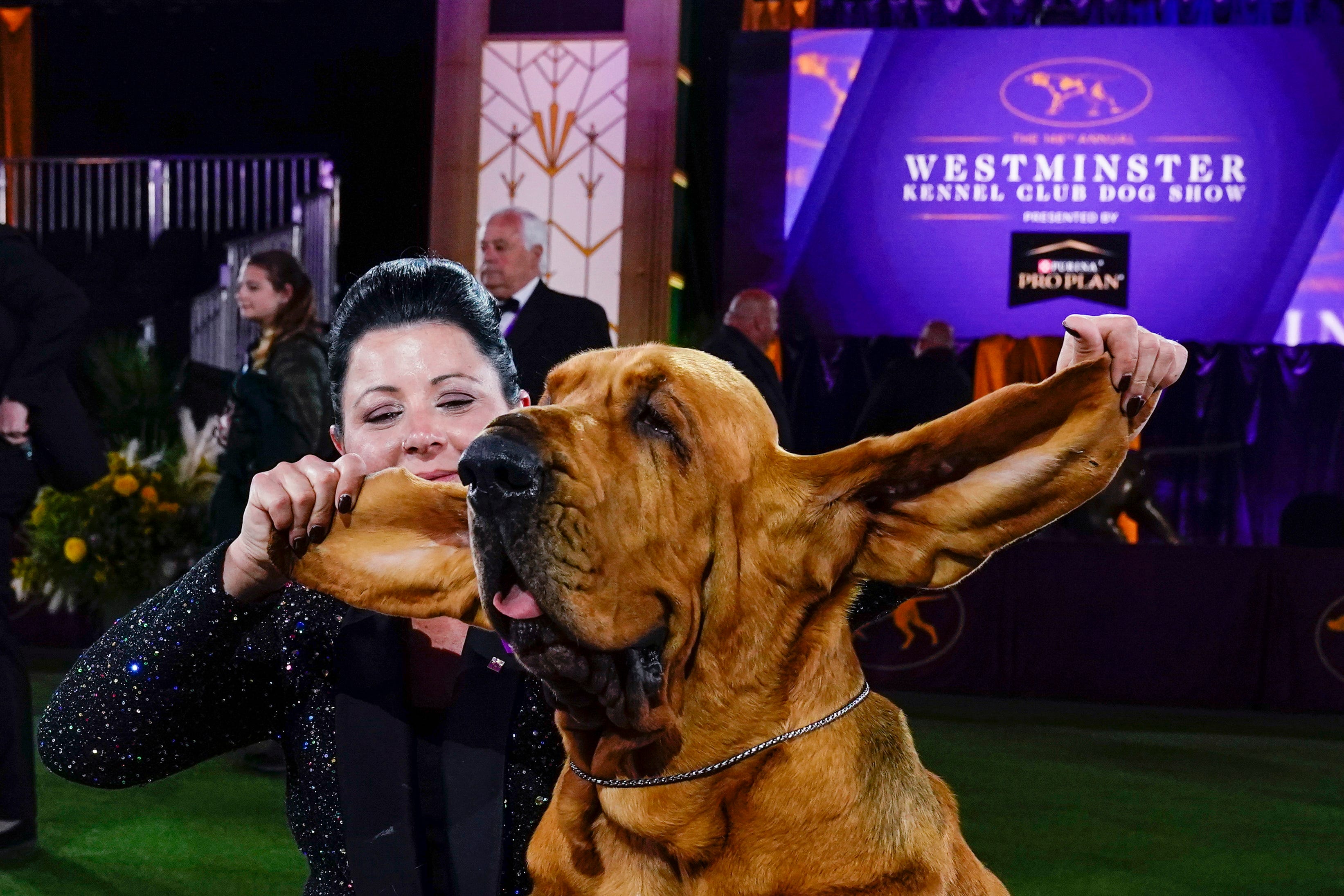 westminster kennel