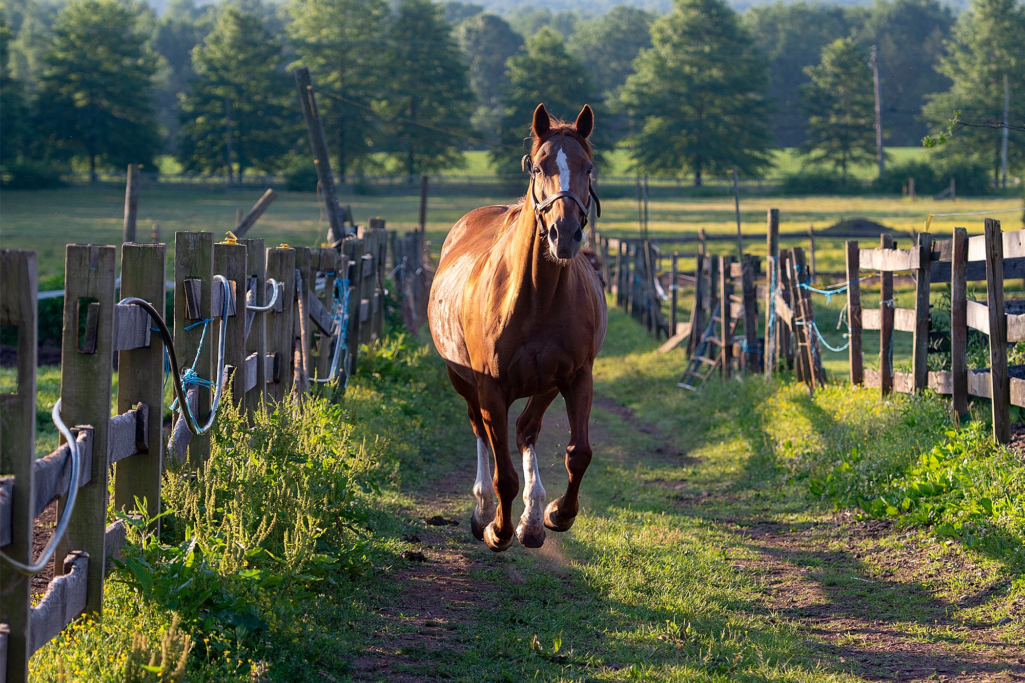 Retired Parx racehorses find new careers thanks to nonprofit group photo