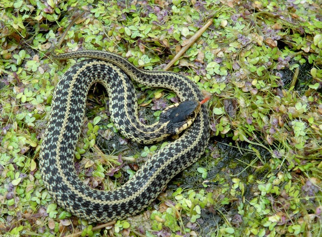 Common garter snake.