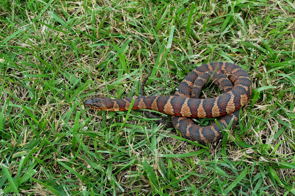 What Kind Of Snakes Are In Delaware: Guide