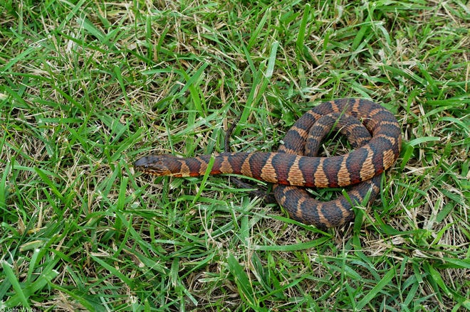 Common watersnake.