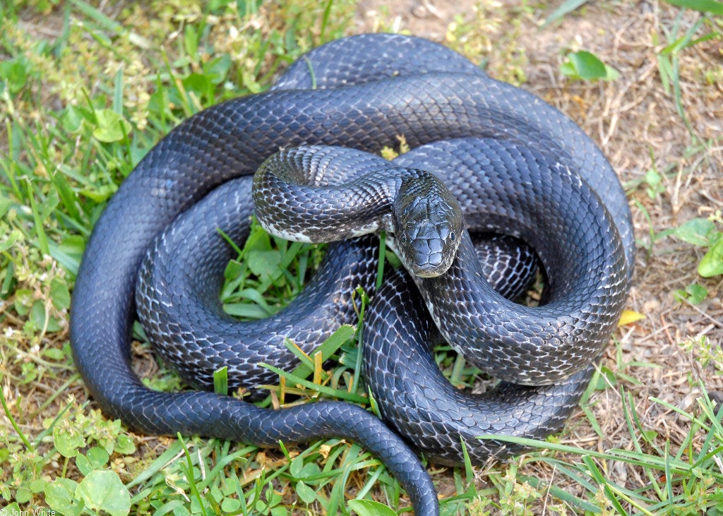 What Kind Of Snakes Are In Delaware: Guide