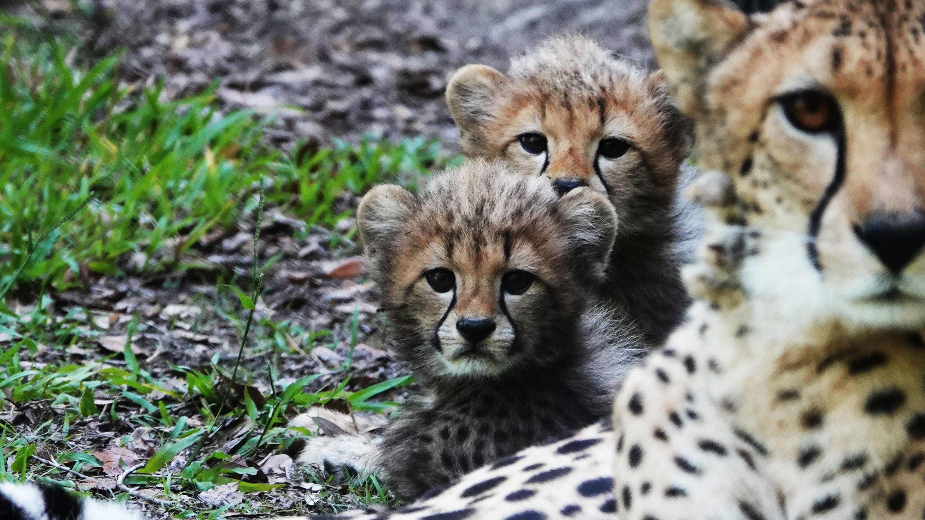 Cheetah cubs born at White Oak Conservation in Yulee, Florida