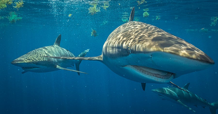 Three adult silky sharks swimming near the ocean's surface.